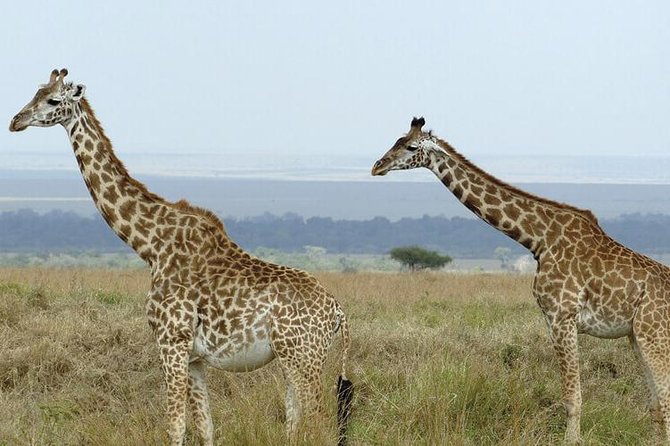 3 days masai mara safari from Nairobi - Day 3: morning options, then back to Nairobi around 17:00