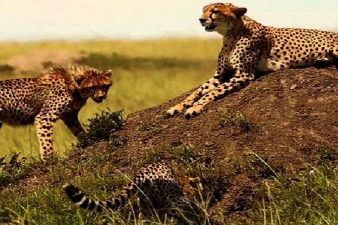 3 days masai mara safari from Nairobi - What’s included, what’s not, and the small extras you should plan for
