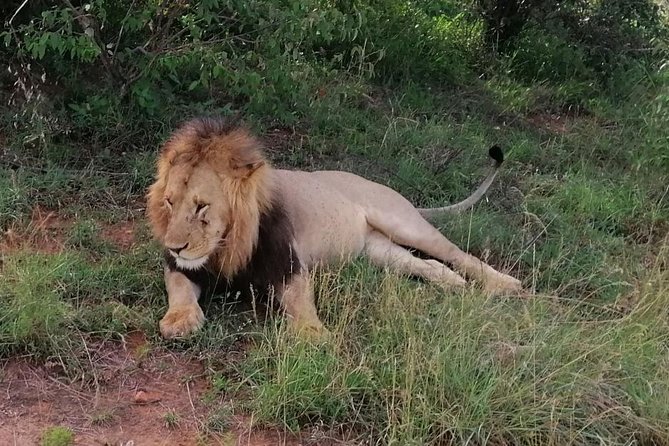 3 Days Masai Mara Safari Group Joining (Daily Departures) - Day 3: Breakfast, Masai village cultural tour, and back to Nairobi by 4:00 pm