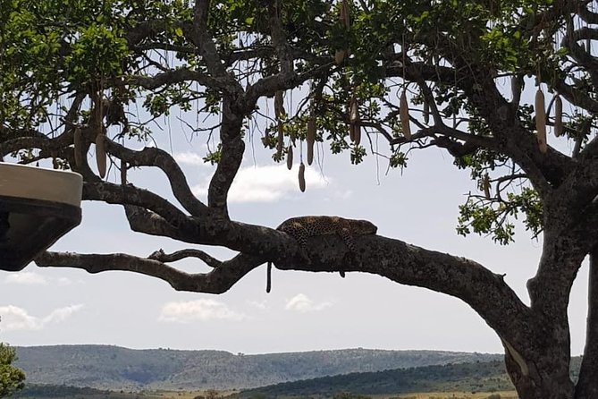 3 Days Masai Mara Safari Group Joining (Daily Departures) - Optional culture without slowing your safari too much