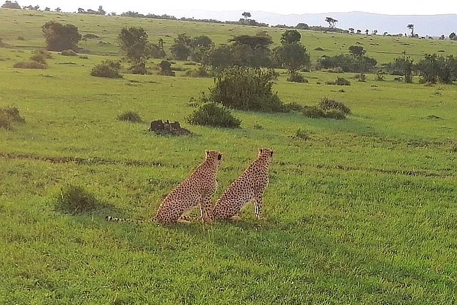 3 Days Masai Mara Safari Group Joining (Daily Departures) - Camp life, meals included, and the reality of budget lodging