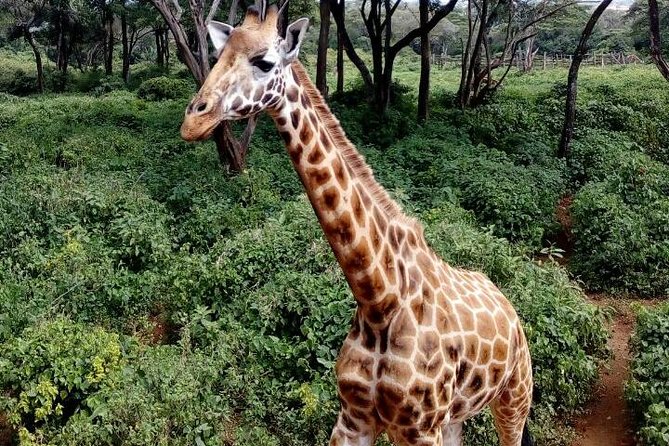 3 Days Masai Mara Safari Group Joining (Daily Departures) - Packing and timing tips that help you get more from the 3 days