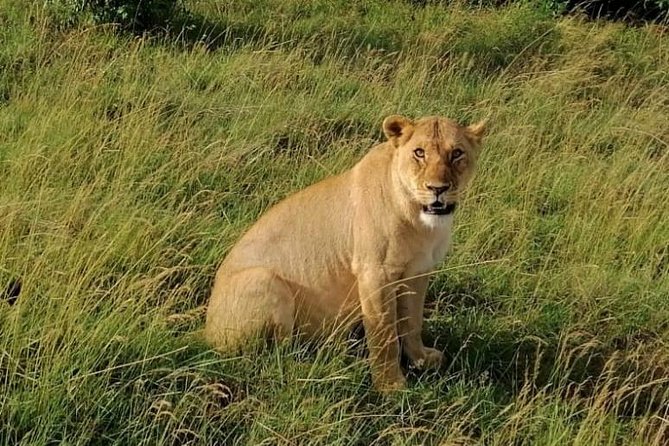 3 Days Masai Mara Safari Group Joining (Daily Departures) - Day 1: Nairobi to Mara Triangle, Rift Valley stop, and golden-hour drive