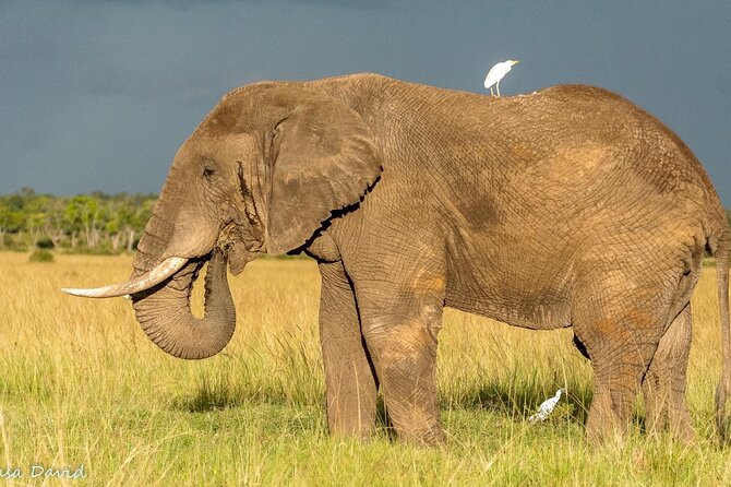 3 Days Masai Mara Tented Camp & Transport 4 x 4 Jeep - Key highlights at a glance