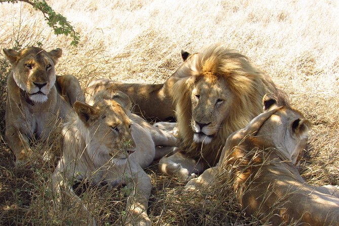 3 Days Masai Mara Tented Camp & Transport 4 x 4 Jeep - Day 2: the full day for Big Five action and 450+ bird species