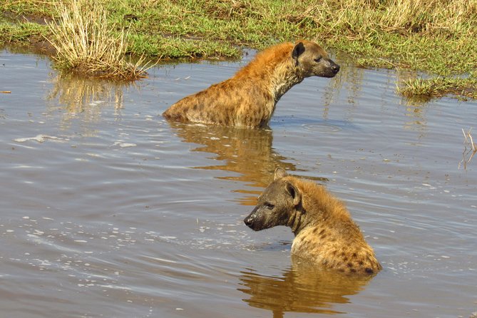 3 Days Masai Mara Tented Camp & Transport 4 x 4 Jeep - Your guide and the 4 x 4 jeep: why this safari feels personal