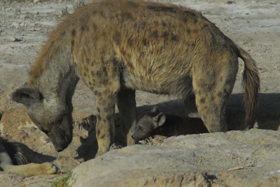 3 Days Nairobi to Amboseli to Tsavo East to Mombasa Safari - Practical Tips for a Comfortable Safari in a Pop Up 4x4