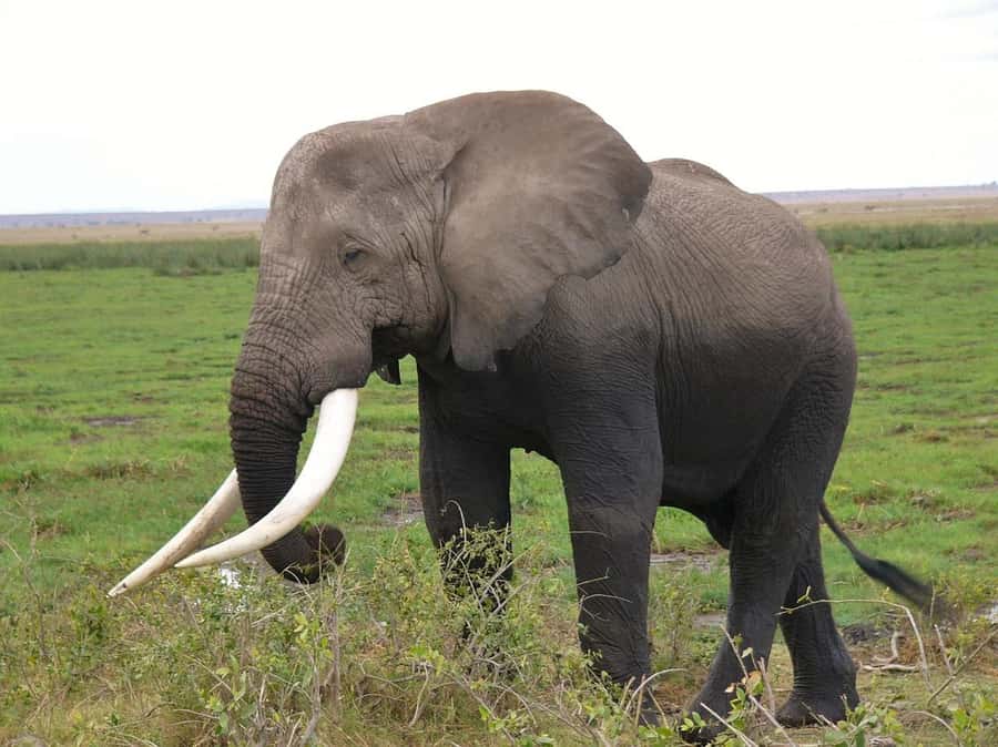 3 Days Nairobi to Amboseli to Tsavo East to Mombasa Safari - From Nairobi To The Coast: Why This 3-Day Route Works
