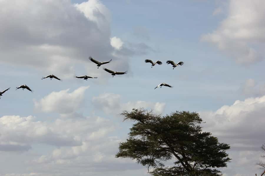 3 Days Nairobi to Amboseli to Tsavo East to Mombasa Safari - Day 2, Amboseli To Tsavo East: Rugged Country and Bigger Wildlife Feel