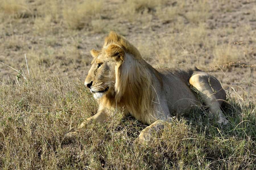 3 Days Nairobi to Amboseli to Tsavo East to Mombasa Safari - Voi Wildlife Lodge Night: Staying Where the Day Ends Well