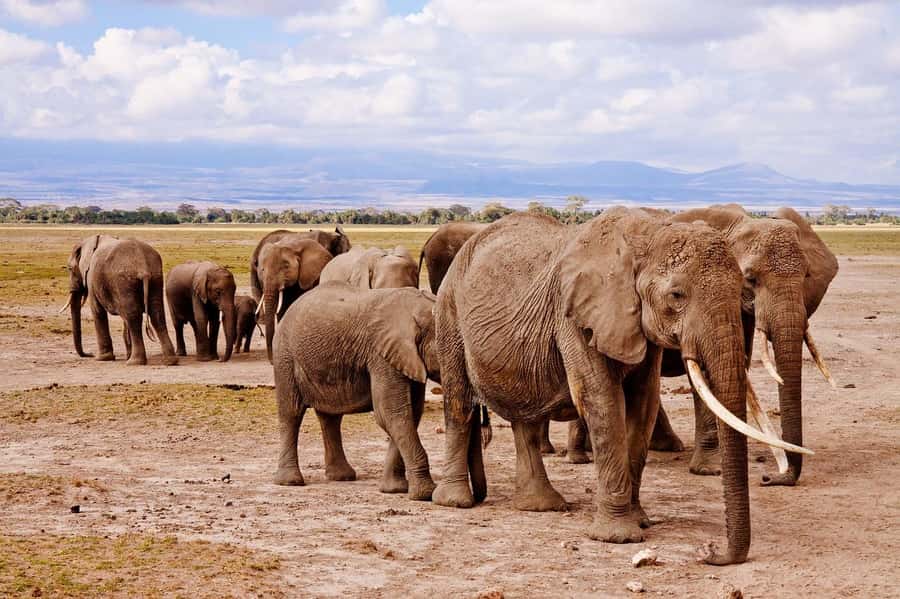 3 Days Nairobi to Amboseli to Tsavo East to Mombasa Safari - Day 3, Tsavo East To Mombasa: One Last Morning Drive, Then Real Rest