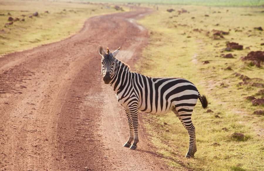 3 Days Nairobi to Amboseli to Tsavo East to Mombasa Safari - Price and Logistics: Is $1,060 Per Person Actually Fair Value?