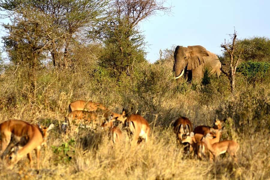 3 Days Nairobi to Amboseli to Tsavo East to Mombasa Safari - Day 1, Nairobi To Amboseli: Elephants, Kilimanjaro Light, and Game Drive Energy