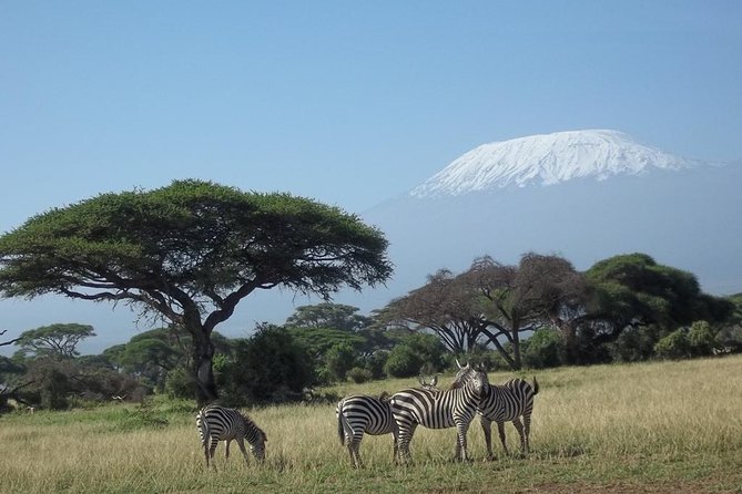 3 days Red elephant safari - From Diani Beach pickup to Tsavo East game drives: Day 1