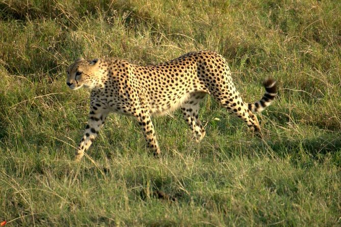 3 days Red elephant safari - Day 3: one last early drive, then back to Diani