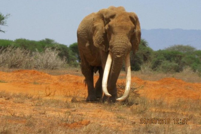 3 days Red elephant safari - Private transfers and what your $980 per person is really buying