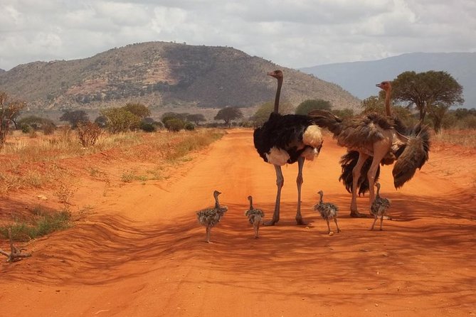 3 days Red elephant safari - Guides, animal spotting, and how to get more from every sighting