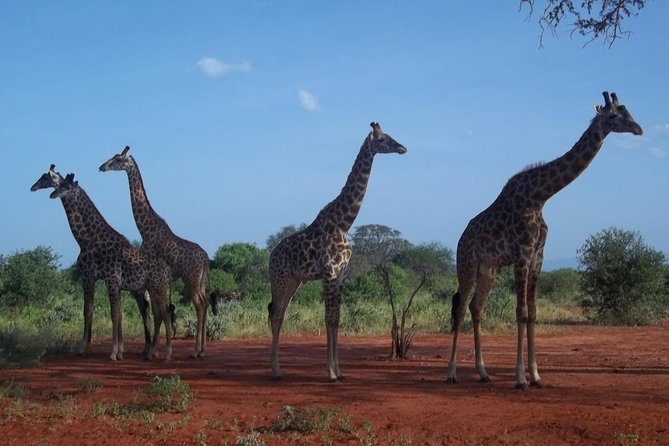 3 days Red elephant safari - Should you book the 3-day red elephant safari from Diani Beach?