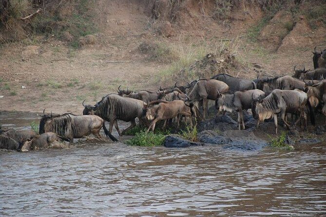 3 Days Safari Tour in Maasai Mara - Key highlights to know before you go