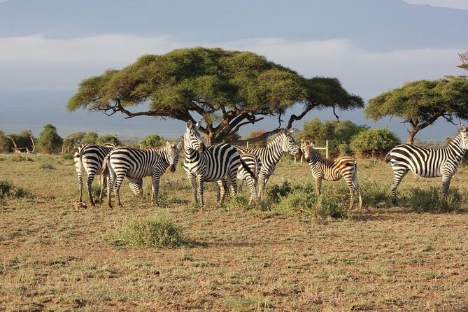 3 Days Safari Tour in Maasai Mara - Why Masai Mara in 3 Days Feels Like a Greatest-Hits Safari