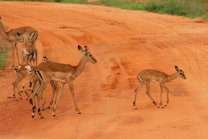 3 Days safari Tsavo East and Amboseli national park. - Key highlights to know before you go
