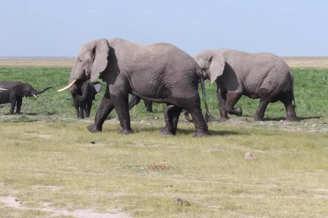 3 Days safari Tsavo East and Amboseli national park. - Why Tsavo East + Amboseli in 3 Days is a smart combo