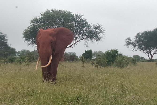 3 Days safari Tsavo East and Amboseli national park. - Tsavo East game drives: lions, elephants, and waterhole magic