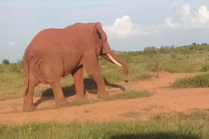 3 Days safari Tsavo East and Amboseli national park. - Day 2: 5 hours to Amboseli, then late-afternoon searching