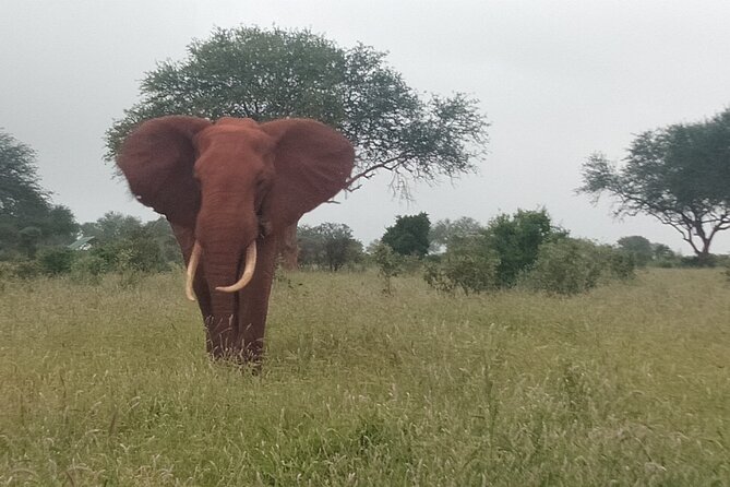 3 Days safari Tsavo East and Amboseli national park. - Amboseli and the Kilimanjaro factor you can’t fake