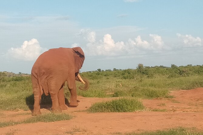 3 Days safari Tsavo East and Amboseli national park. - Day 3: early drive, then Diani Beach and highway lunch