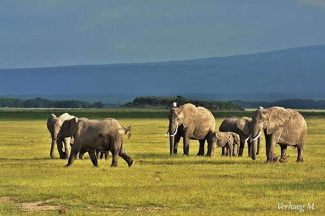 3 Days safari Tsavo East and Amboseli national park. - Food, rest, and the practical safari schedule