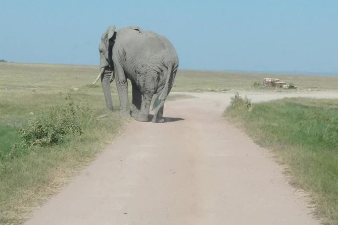 3 Days safari Tsavo East and Amboseli national park. - Price and value: what $1,000 per person really buys