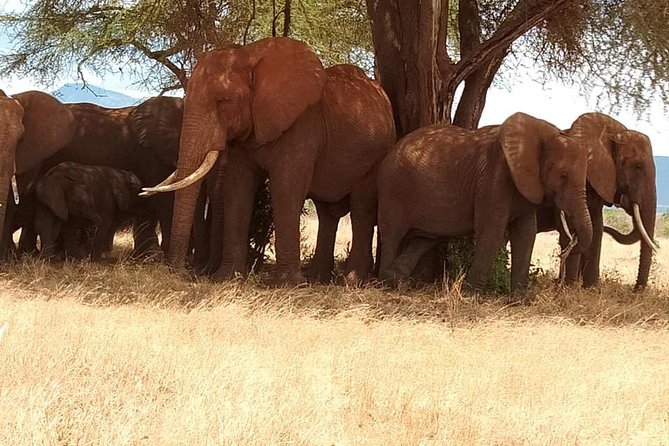 3 days safari Tsavo East and Taita hills (Saltlick lodge) - Getting Out of Mombasa: Pickup at 5:30 and the Diani Beach Start