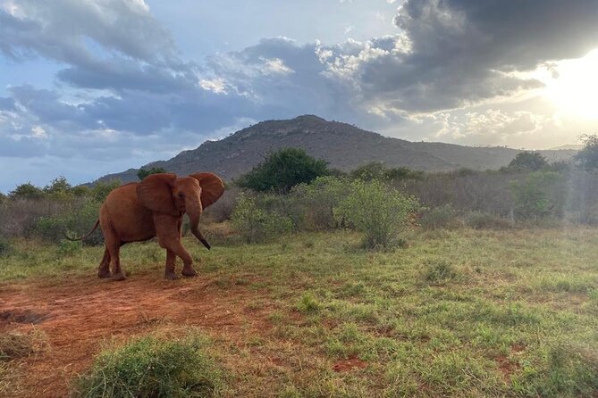 3 days safari Tsavo East and Taita hills (Saltlick lodge) - Staying at Voi Safari Lodge or Voi Wildlife Lodge, What to Expect