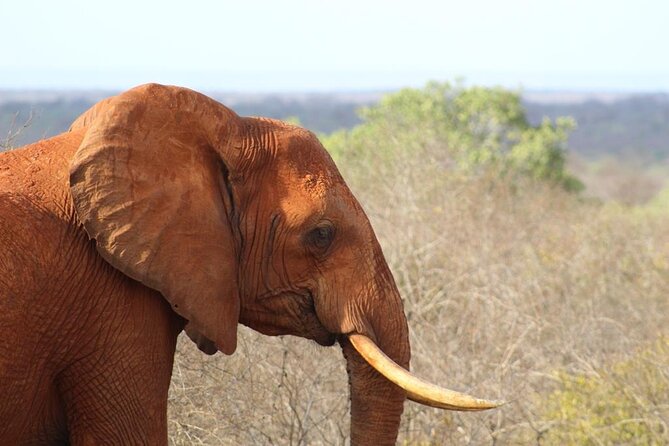 3 days safari Tsavo East and Taita hills (Saltlick lodge) - Saltlick Lodge and the Taita Hills Wildlife Sanctuary Experience