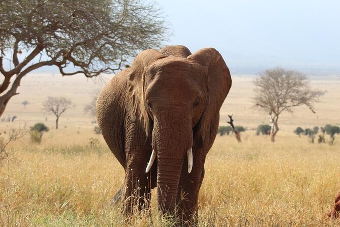 3 days safari Tsavo East and Taita hills (Saltlick lodge) - Wildlife Targets: What the Strongest Feedback Suggests