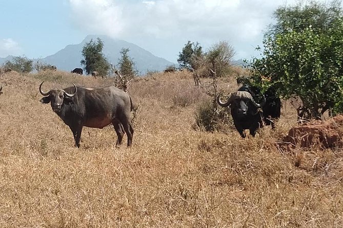 3 Days Safari Tsavo East and Taita Hills Saltlick Lodge - Tsavo Park safari: what to expect on the first day