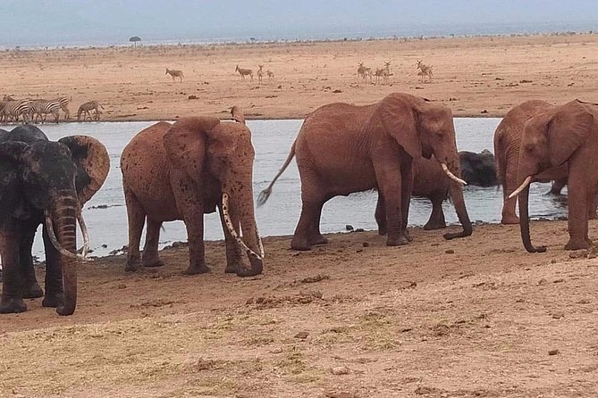 3 days safari Tsavo East and West - Key things I’d center your expectations on