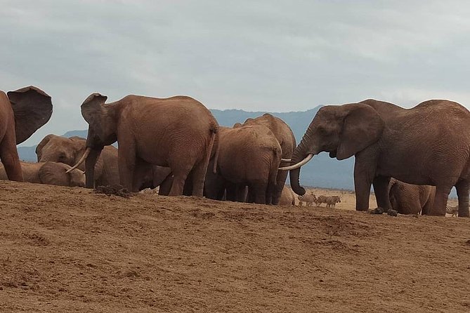3 days safari Tsavo East and West - Day 2: Tsavo East to Tsavo West, Mzima Springs on the way, then Ngulia and the rhino sanctuary block