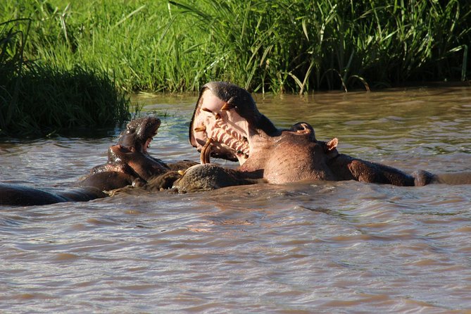 3 days safari Tsavo East and West - Day 3: early exit game drive and a highway lunch on the Nairobi-Mombasa road