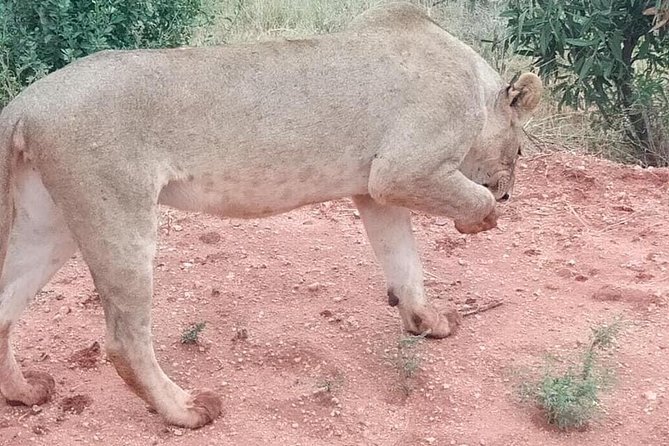3 days safari Tsavo East and West - Your guide team and the value of how the days are paced