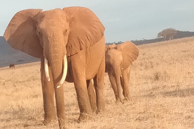 3 days safari Tsavo East and West - Price and value: what $850 gets you and what you should budget for