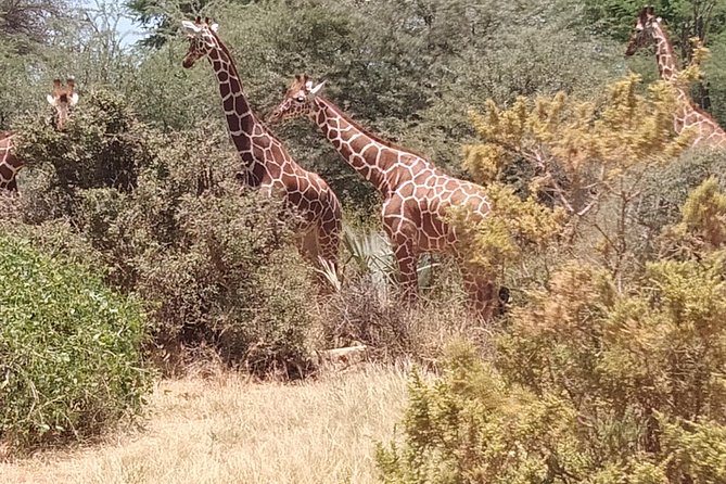 3 days safari Tsavo East and West - The logistics that shape your comfort: pickup, 5:00 am, and private driving