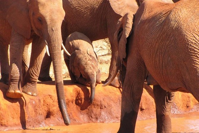 3 Days Tsavo East & Amboseli (2 Nights) - Tsavo East and Amboseli from Mombasa in 3 days, why this combo makes sense