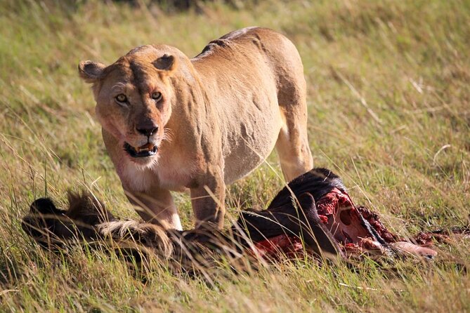 3 Days Tsavo East & Amboseli (2 Nights) - Meals, water, and comfort, where you save time and where you still spend