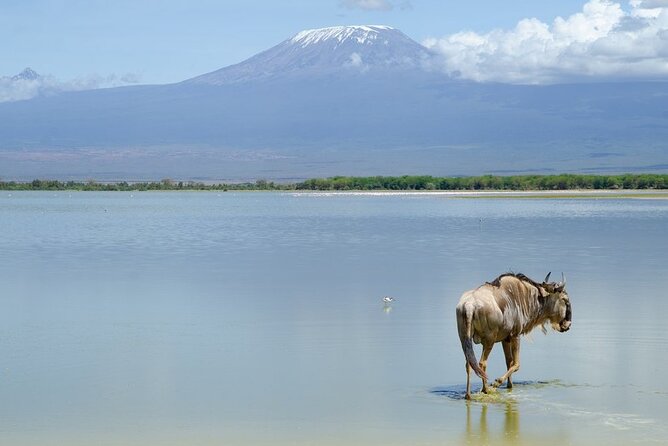 3 Days Tsavo East & Amboseli (2 Nights) - How to improve your odds on game drives, without guessing wildly