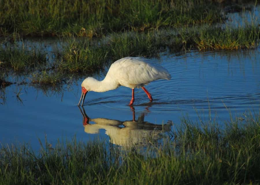 3 DAYS TSAVO EAST- AMBOSELI PARKS FROM MOMBASA/DIANI - Wildlife Targets: What You Can Aim For, and What to Keep Flexible
