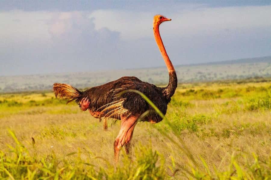 3 DAYS TSAVO EAST- AMBOSELI PARKS FROM MOMBASA/DIANI - Guide Quality: English Support and the Names People Remember