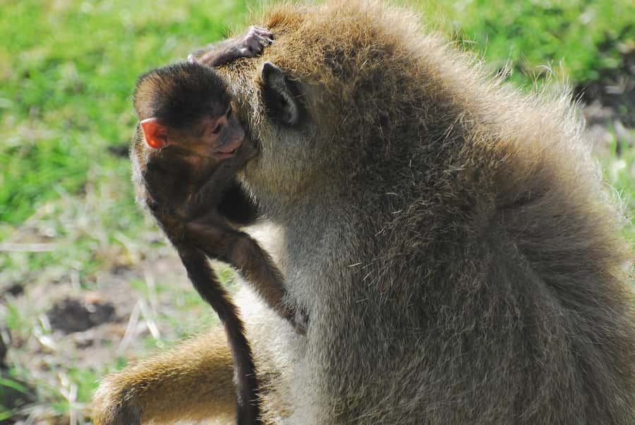 3 DAYS TSAVO EAST- AMBOSELI PARKS FROM MOMBASA/DIANI - Price and Value: What $1,085 Per Person Covers