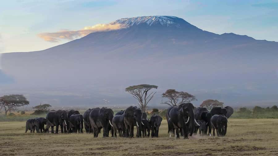 3 DAYS TSAVO EAST- AMBOSELI PARKS FROM MOMBASA/DIANI - Common Friction Points to Plan For (So Day 1 Feels Like Day 1)